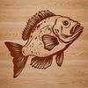 Illustrative representation of a crappie fish, a type of wild animal found in freshwater environments.