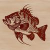 A detailed illustration of a crappie fish in a natural aquatic environment.