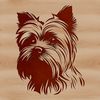 Small breed dog with a distinctive head shape and short coat.