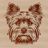 Close-up of a small Yorkshire Terrier's head, a popular breed of dog.