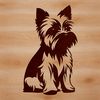 A small breed dog sitting on its hind legs with a compact body and bearded face.