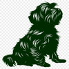 Sitting Havanese PNG