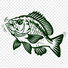 Creative Fish Vector Drawing