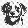 Beautiful Labrador Retriever - For Animal Project