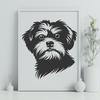 Beautiful Havanese Clipart