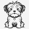 Morkie Drawing In PNG File Format For Free Download