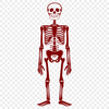 Unique Skeleton Vector Illustration PNG - Free Download