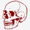 Beautiful Skull In PDF Format - Free Download