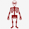 Creative Standing Skeleton Vector Illustration - DXF