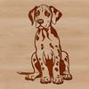 Lovely Sitting Great Dane Portrait of a Great Dane in a sitting position.