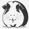 Vibrant Guinea Pig Clip Art A digital illustration of a Guinea Pig in various colors, suitable for use as clip art.