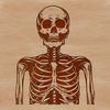 A detailed illustration of a human skeleton in various positions, suitable for crafting and design projects.