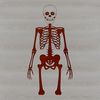 A standing human skeleton rendered as vector art.