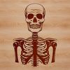 2D Vector Skeleton Illustration A digital illustration of a human skeleton in 2D vector format.