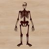 A standing human skeleton with bony limbs and skull, designed as a vector graphic.
