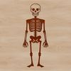 Standing Skeleton Graphic A standing human skeleton with bony details, suitable for vector art projects.