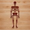 Elegant Free Skeleton Vector Graphic A standing human skeleton made from a combination of lines and shapes, suitable for use in graphic design projects.