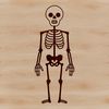 An illustration of a standing human skeleton, ideal for vector art and design projects.