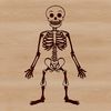 A detailed illustration of a standing skeleton, designed as vector art.