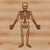 Black and White Skeleton Illustration A standing human skeleton in black and white vector format.