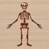 A stylized illustration of a standing skeleton with anatomical details.