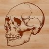 A detailed illustration of a human skull, suitable for various graphic design applications.