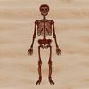 Illustrative Skeleton A detailed illustration of a standing skeleton, suitable for use in vector design.