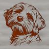 A close-up of a Havanese dog's head with a fluffy coat.