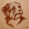 Adorable Havanese Dog Breed Design Small dog breed illustration featuring a Havanese with its head held high.