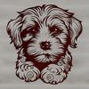 A small dog breed, the Havanese, in a relaxed position.