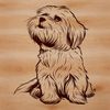 Cute White Havanese Dog Clip Art A small to medium-sized white dog with floppy ears and a curly coat, sitting comfortably in a relaxed pose.
