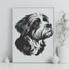 Creative Havanese - PNG Format