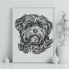 Beautiful Havanese In PNG Format