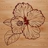 An illustration of a hibiscus flower with large, showy blooms and glossy leaves.