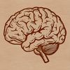 Labeled Human Brain Anatomy Illustration A detailed illustration of the human brain with labeled structures.