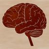 Free Vector Brain Diagram An illustration of a detailed human brain anatomy.