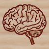 Anatomical illustration of the human brain with detailed structure.