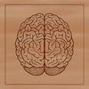 An illustration of the human brain, highlighting its anatomy.
