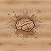 Free Vector Brain Image Download Anatomical illustration of the human brain, ideal for educational purposes and vector design projects.