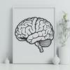 Beautiful Brain In PNG Format - Free Download