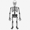 Artistic Skeleton Digital Drawing - Free PDF