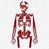 Stunning Skeleton In PDF - Free Digital Download