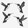 Vibrant Bird in Flight SVG A colorful hummingbird in flight, rendered as a vector graphic.