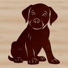 A Labrador Retriever sits on the floor, its fur fluffed up.