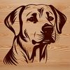 Labrador Portrait Image A close-up of a Labrador Retriever's head, showing its distinctive features.