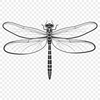 Colorful Vector Fly Design A detailed illustration of a dragonfly in various colors, suitable for vector art projects.