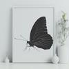 Artistic Butterfly - Animal SVG