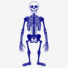 Beautiful Standing Skeleton In PDF - Commercial Use