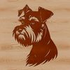 Portrait of a miniature dog breed with distinctive beard and eyebrows.