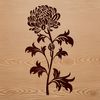 An illustration of a blooming Chrysanthemum plant with detailed petals and stamens.